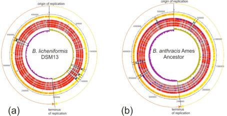 bacillus genomes