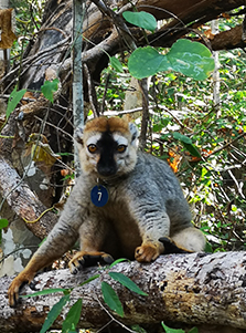 Redfronted Lemur